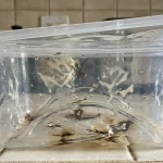 Istina o plastici u mikrovalnoj pećnici i zašto sam potpuno prešao na staklo istina-o-plastici-u-mikrovalnoj-pecnici-i-zasto-sam-potpuno.webp.webp